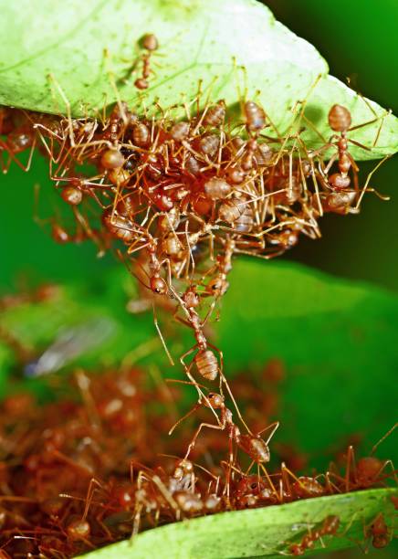 istock Ant bridge - helping friends crossing to other side. 1446868108