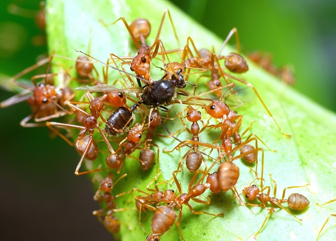 Ants hunting insect for food - animal behavior.
