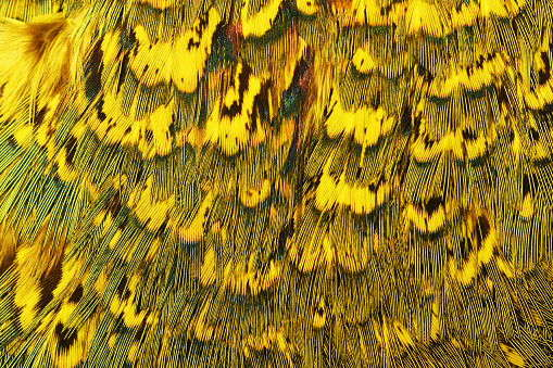 Yellow and green feathers, nature pattern.