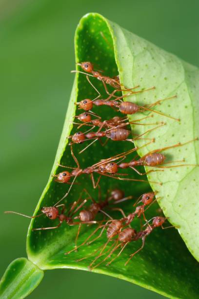 istock Ants folding leaf to build nest - animal behavior. 1446869655