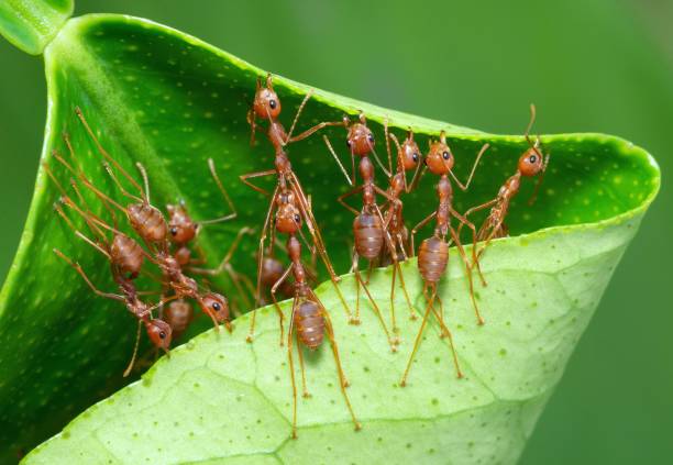 istock Ants folding leaf to build nest - animal behavior. 1446869660