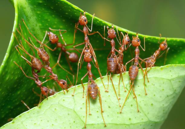 istock Ants folding leaf to build nest - animal behavior. 1446869663