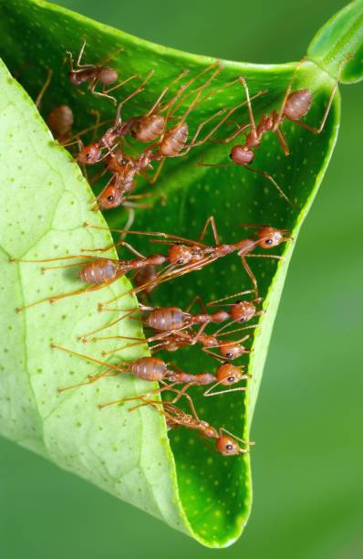 istock Ants folding leaf to build nest - animal behavior. 1446869770