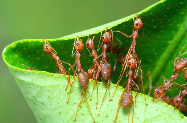 istock Ants folding leaf to build nest - animal behavior. 1446869774