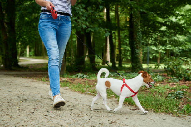 istock Woman walking with dog in summer park 1446869828