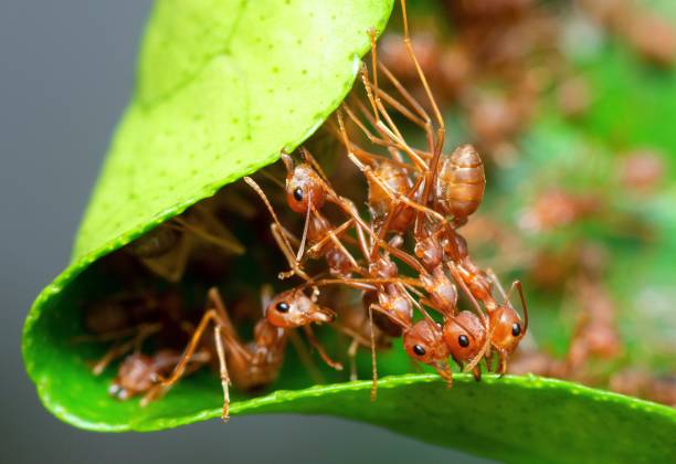 istock Ants biting leaf to build nest - animal behavior. 1446870770