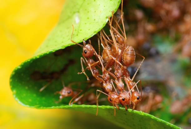 istock Ants biting leaf to build nest - animal behavior. 1446870789
