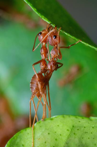 istock Ants biting leaf to build nest - animal behavior. 1446870792