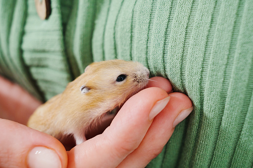 a small and cute red hamster in female hands. taking care of pets. the concept of veterinary care and the sale of ornamental rodents.