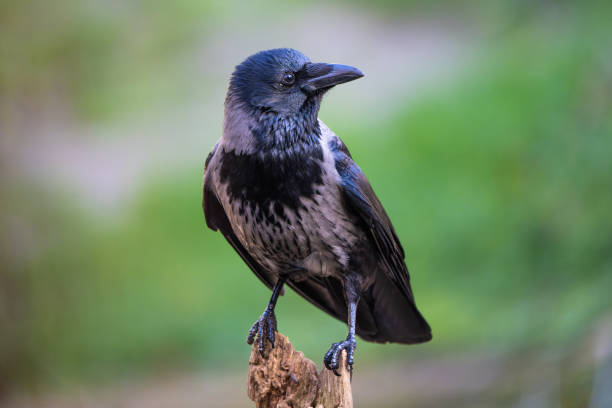 carogna di animale corvo - crows nest foto e immagini stock