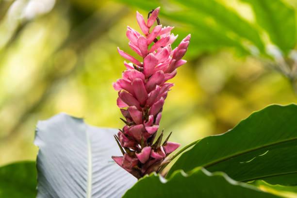 Closeup of a pink flower of a tropical plant