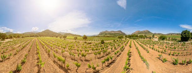 istock vineyards of winegrowing Corsica 1446871095