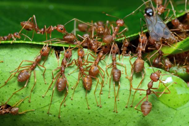 개미 스트레칭 다리, 물고 잎, 건물 둥지. - teamwork ant cooperation challenge 뉴스 사진 이미지