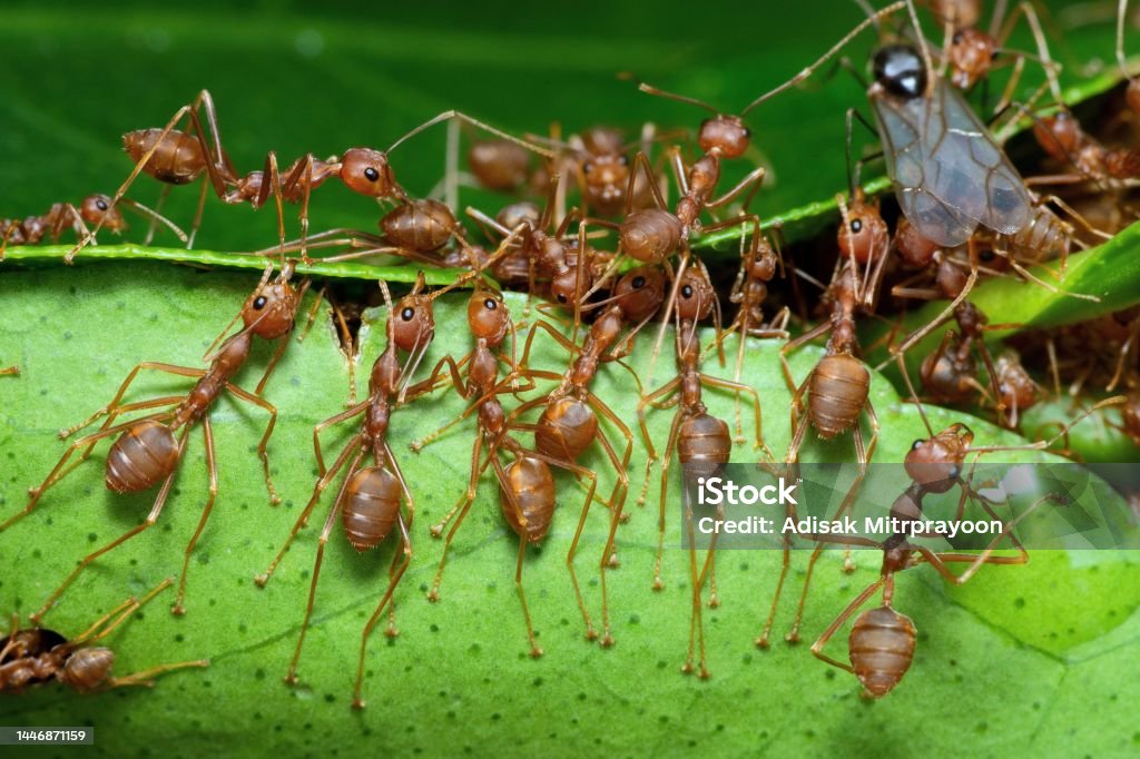 Ant Rearing Ants Stretching Legs Biting Leaf Building Nest Stock Photo - Download ...