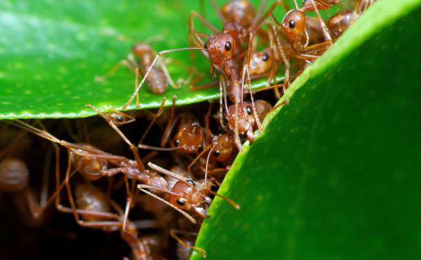 istock Ants stretching legs , biting leaf , building nest. 1446871160