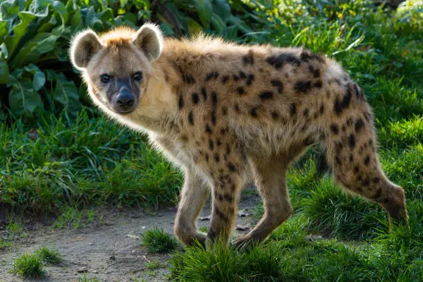 Closeup of a spotted hyena walking