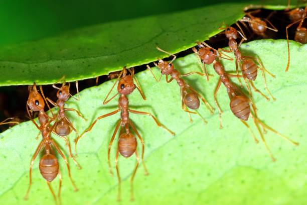 개미 스트레칭 다리, 물고 잎, 건물 둥지. - teamwork ant cooperation challenge 뉴스 사진 이미지