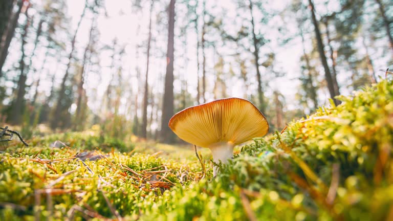 Belarus, Europe. Time lapse mushroom. Russula emetica - sickener, emetic russula, or vomiting russula. Autumn Forest. Conditionally edible fungus. Sunshine Sunlight Through Woods Landscape. 4K