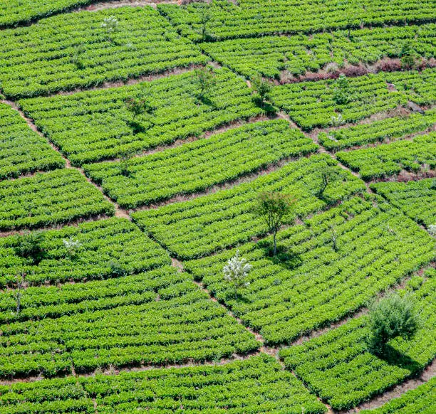 green tea plantation in Sri Lanka near Nuwara Eliya