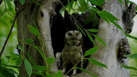 Indian Scops Owl in a tree cavity