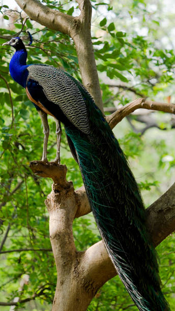 istock Beautiful Peacock displaying its feathers in Indian forest 1446874112