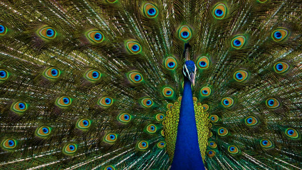 istock Beautiful Peacock displaying its feathers in Indian forest 1446874192