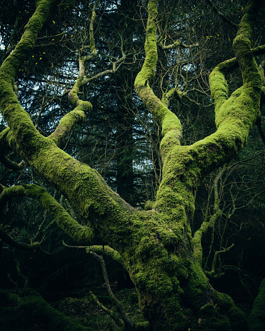 A creepy looking green mossy tree