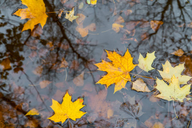 istock Fallen yellow maple leaves in autumn puddle. 1446875013