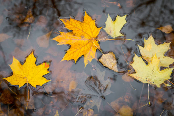 istock Fallen yellow maple leaves in autumn puddle. 1446875018