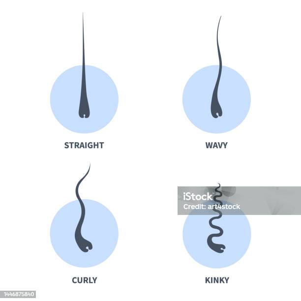 Strand Shape Hair Types Chart Set Of Strands Growth Patterns Stock Illustration ...
