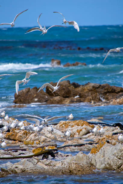 istock Greater Crested Tern, Walker Bay Nature Reserve, South Africa 1446877271