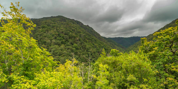 Fragas do Eume Natural Park, Pontedeume, La Coruña, Galicia, Spain, Europe