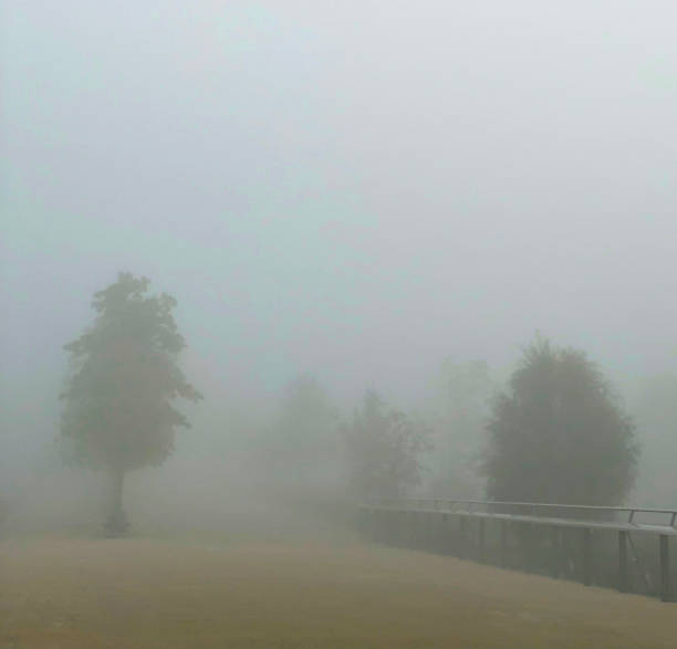 istock Foggy day in the park 1446878272
