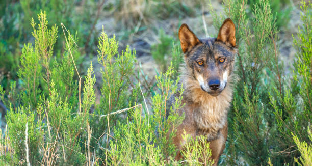 iberian wolf, zamora, spanien - artenschutz stock-fotos und bilder