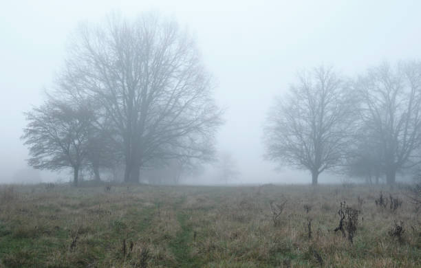 istock trees on the fog 1446879047