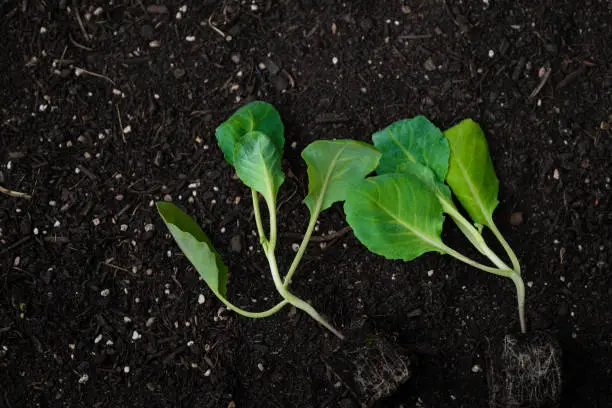 Gardening and agriculture.Cauliflower seedlings on the ground close-up.green vegetables seedling. Growing pure bio vegetables in your own garden.plant growing and farming .