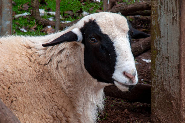 istock Black faced sheep in farmyard 1446880447