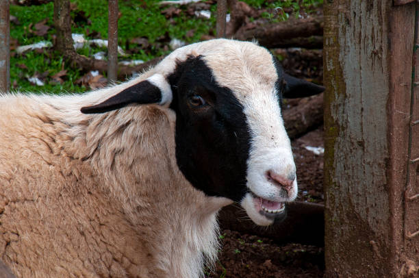 istock Black faced suffolk sheep in farmyard 1446880529