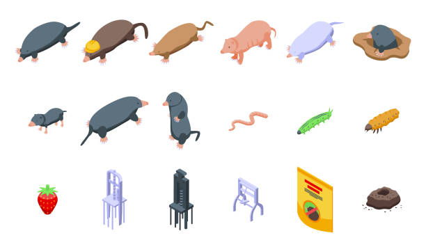 Mole icons set isometric vector. Animal character Mole icons set isometric vector. Animal character. Bloated dig mole animal stock illustrations