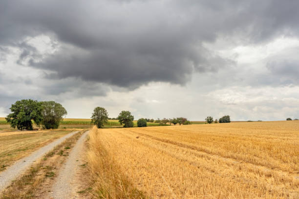 istock Stormy farmland scenery 1446881062