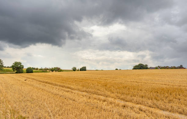 istock Stormy farmland scenery 1446881101