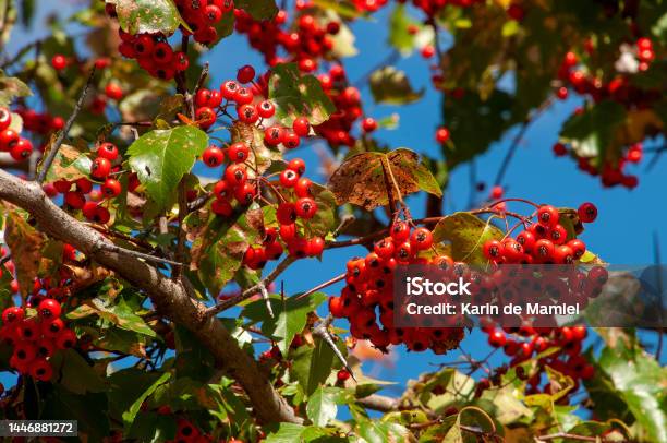 Quả Màu Đỏ Tươi Của Crataegus Pinnatifida Hoặc Táo Gai Trung Quốc ...