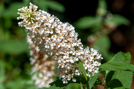 Buddleja davidii , also known as summer lilac, butterfly-bush, or orange eye, is native to Sichuan and Hubei provinces in central China, and also Japan.  It is widely used as an ornamental plant.