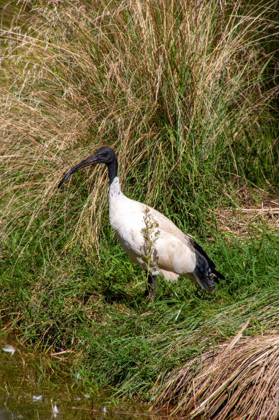istock Australian white ibis in grass beside lake 1446881427