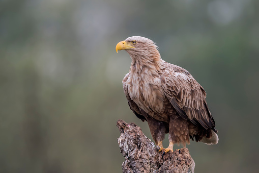 An immature, Bald Eagle looks sternly to the side.  The photo is a close-up of his head and shoulders.  He was injured and now is part of an educational program.