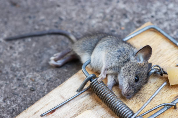 istock Dead mouse in a mousetrap. Mouse hunting. The mouse is a small rodent and pest 1446882663