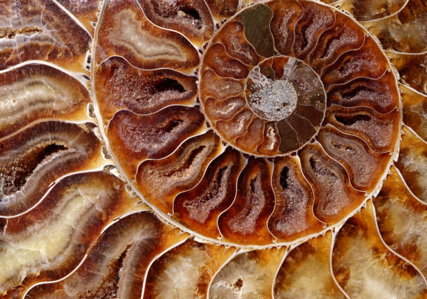 Petrified ammonite shell spiral pattern Backgrounds and textures: natural spiral pattern, petrified ammonite shell slab petrified wood stock pictures, royalty-free photos & images