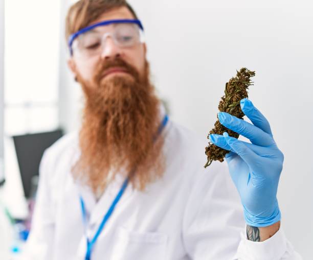 istock Young redhead man wearing scientist uniform holding marihuana weed at laboratory 1446883832