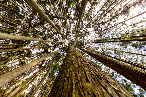 Pine tree  with wide  angle view . taken at shizuoka japan
