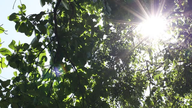 A low-angle view from below against a background of green leaves on tree branches